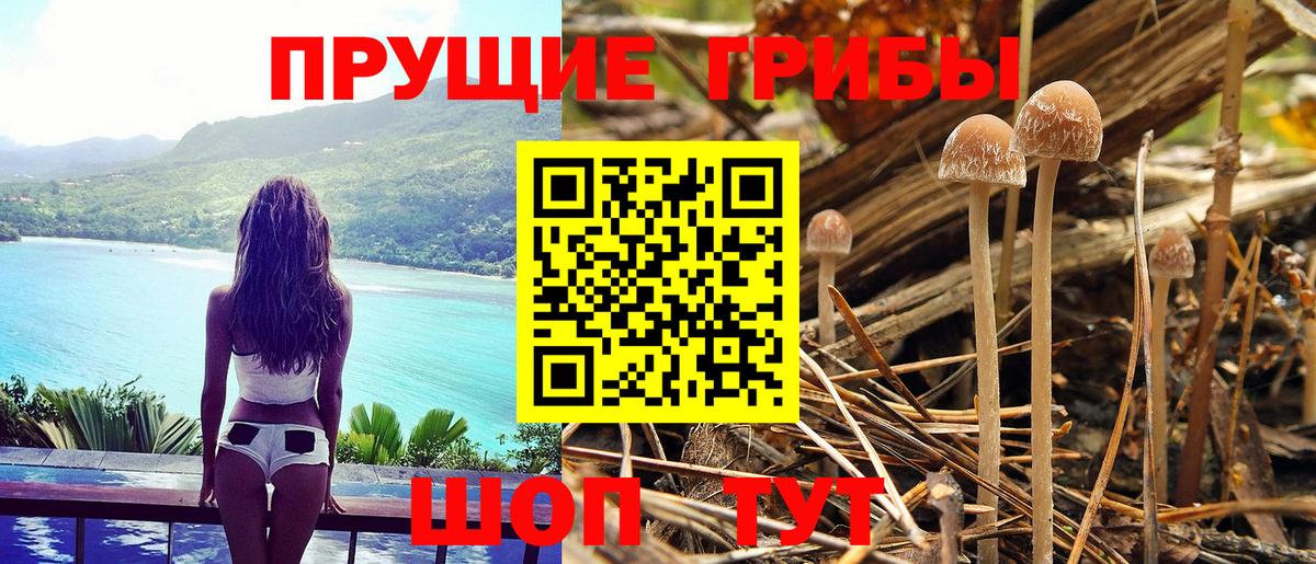 Псилоцибиновые грибы Psilocybe Моздок